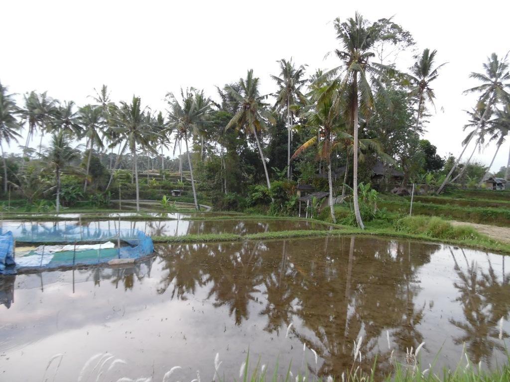 Mesari Hotel Ubud Exteriér fotografie